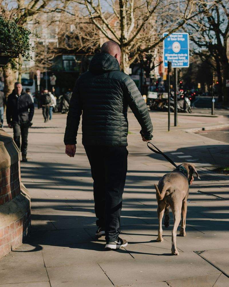 Privat hundelufting for hunder som trenger ekstra oppfølging